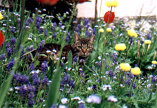 im Garten