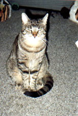 Feivel schleimt