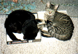 Feivel und Tiffi