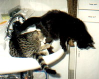 Feivel und Tiffi