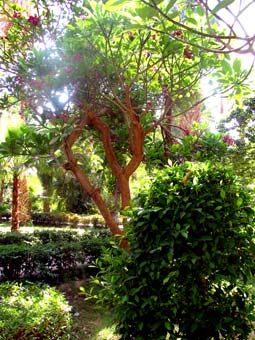 Botanischer Garten