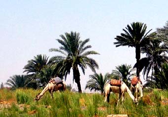 Kamele