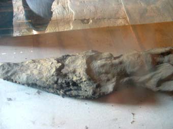 mumifiziertes Krokodil in Kom Ombo