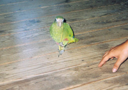 Kudi in Las Terrenas