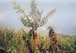 Bananenbaum