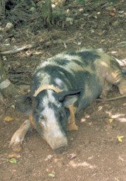 faules Schwein