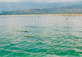 Krokodile im Lago Enriquillo