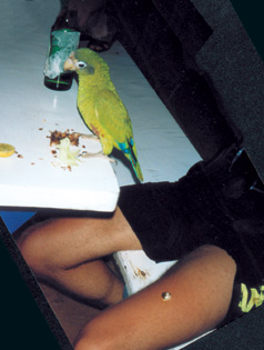 Kudi kackt Vogel aufs Bein