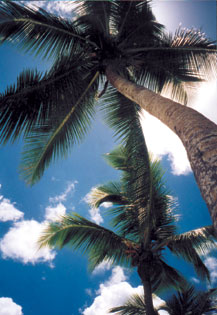 Palmen