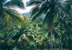 Palmenwald auf Samana