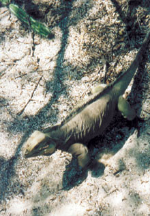 Kleindino auf der Insel im Lago Enriquillo