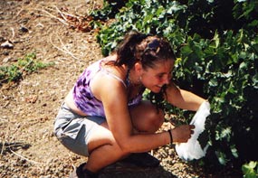 ich beim Wein ernten