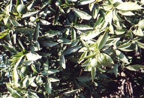 Zitronenbaum