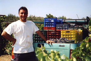 Dimi nach der Weinernte