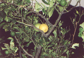 Zitronenbaum vor unserem Haus