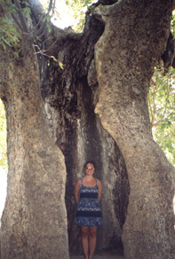 ich "in" einem alten Baum