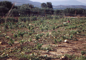 Melonenplantage