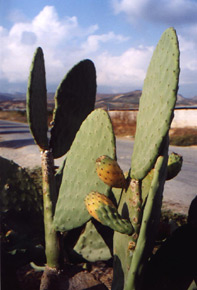 Kaktus