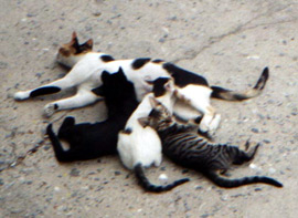 Babykatzen