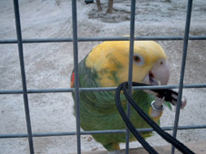 Papagei