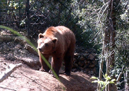 B&auml;r