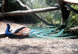 Pfau