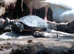 Schildkr&ouml;te