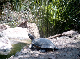 Schildkr&ouml;te