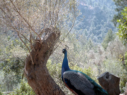 Pfau