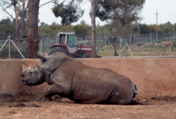 Reserva Africana