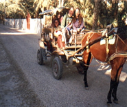 Kutschfahrt in der Oase Douz