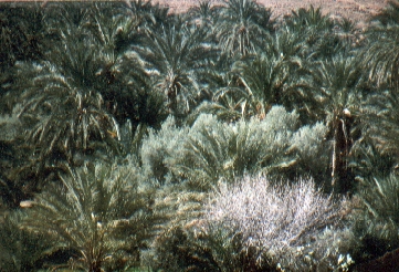 Oase Mides von oben