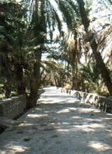 in Tamerza
